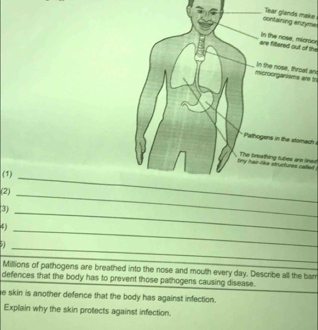 Tear glands make 
containing enzyme 
In the nose, microor 
are filtered out of the 
In the nose, throat and 
microorganisms are tr 
Pathogens in the stomach 
The breathing tubes are lined 
tiny hair-like structures called 
(1)_ 
(2)_ 
(3) 
4)_ 
_ 
5)_ 
Millions of pathogens are breathed into the nose and mouth every day. Describe all the barr 
defences that the body has to prevent those pathogens causing disease. 
e skin is another defence that the body has against infection. 
Explain why the skin protects against infection.