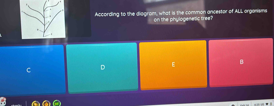 According to the diagram, what is the common ancestor of ALL organisms 
on the phylogenetic tree? 
B
4:25 US