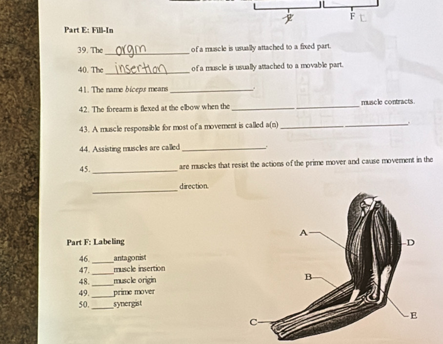 Solved: Fill-In _ 39. The of a muscle is usually attached to a fixed ...