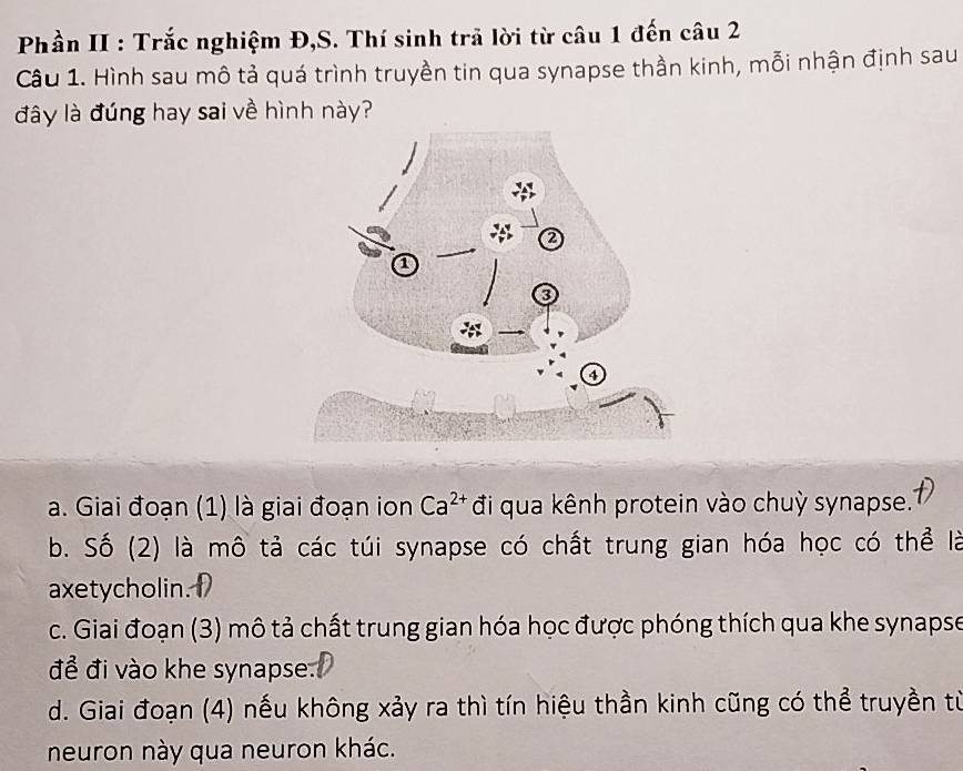 Phần II : Trắc nghiệm Đ,S. Thí sinh trã lời từ câu 1 đến câu 2
Câu 1. Hình sau mô tả quá trình truyền tin qua synapse thần kinh, mỗi nhận định sau
đây là đúng hay sai về hình này?
a. Giai đoạn (1) là giai đoạn ion Ca^(2+) đi qua kênh protein vào chuỳ synapse.
b. Số (2) là mô tả các túi synapse có chất trung gian hóa học có thể là
axetycholin.
c. Giai đoạn (3) mô tả chất trung gian hóa học được phóng thích qua khe synapse
để đi vào khe synapse.
d. Giai đoạn (4) nếu không xảy ra thì tín hiệu thần kinh cũng có thể truyền từ
neuron này qua neuron khác.