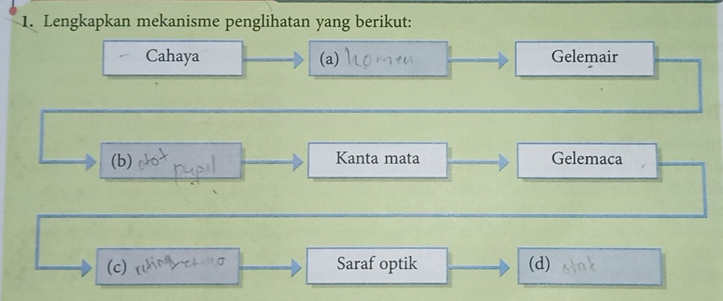 Lengkapkan mekanisme penglihatan yang berikut:
Cahaya (a) Gelemair
(b) Kanta mata Gelemaca
(c) Saraf optik (d)