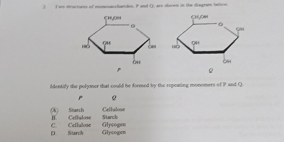 wo structures of monosaccharides, P and O, are shown in the diagram below.

Identify the polymer that could be formed by the repeating monomers of P and Q.
P Q
(A) Starch Cellulose
B. Cellulose Starch
C. Cellulose Glycogen
D. Starch Glycogen