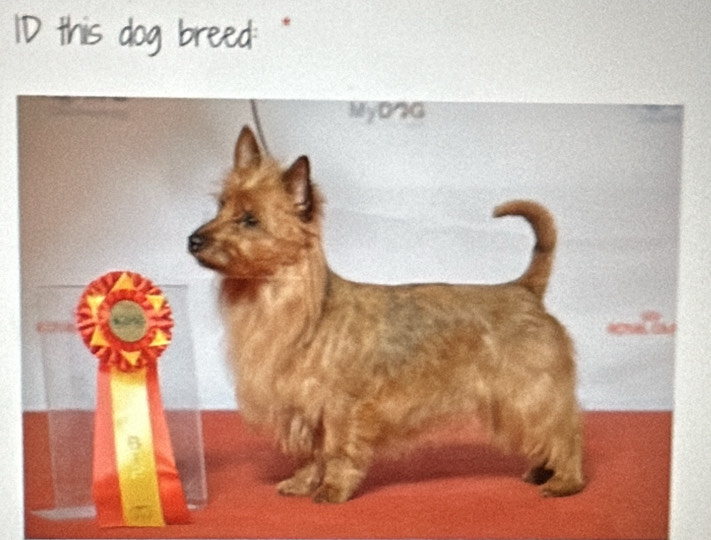 10 this dog breed