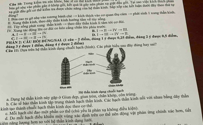 Trong kiệm tra sức khỏc, bắc sĩ có thể kích thich ph
bủa gõ nhẹ vào phần gân ở khớp gối, kết quả là gây nên phản xạ giật đầu gối. Tại sao việc kích thích phản
xạ giật đầu gối có thể kiểm tra được chức năng của hệ thần kinh. Sắp xếp các kết luận dưới đây theo thứ tự
đúng?
I. Bủa cao su gõ nhẹ vào xương bánh chè → kích thích vào cơ quan thụ cảm → phát sinh 1 xung thần kinh.
II. Xung thần kinh, theo dây thần kinh hướng tầm về tủy sống.
III. Tủy sống phát xung thần kinh → theo dây thần kinh li tâm tới cơ đùi.
IV. Xung tác động lên cơ đùi co kéo cẳng chân lên phía trước.
A. Ito IIto IIIto IV. B. Ito IIto IVto III.
C. Ito IIIto IIto IV. D. Ito IIIto IVto II.
PHẢN 2: CÂU HồI ĐÚNG/SAI. (1 câu − 2 điểm, đúng 1 ý được 0,25 điểm, đúng 2 ý được 0,5 điểm,
đúng 3 ý được 1 điểm, đúng 4 ý được 2 điểm)
Câu 11: Dựa trên hệ thần kin). Các phát biểu sau đây đúng hay sai?
Hệ thần kinh dạng chuỗi hạch
a. Dạng hệ thần kinh này gặp ở Giun dẹp, giun tròn, chân khớp, côn trùng.
b. Các tế bào thần kinh tập trung thành hạch thần kinh. Các hạch thần kinh nối với nhau bằng dây thần
kinh tạo thành chuỗi hạch thần kinh dọc theo cơ thể.
c. Mỗi hạch chỉ đạo một phần cơ thể (chủ yếu là phản xạ không điều kiện).
d. Do mỗi hạch điều khiền một vùng xác định trên cơ thể nên động vật phản ứng chính xác hơn, tiết
kiêm năng lượng hơn so với hệ thần kinh dạng lưới.