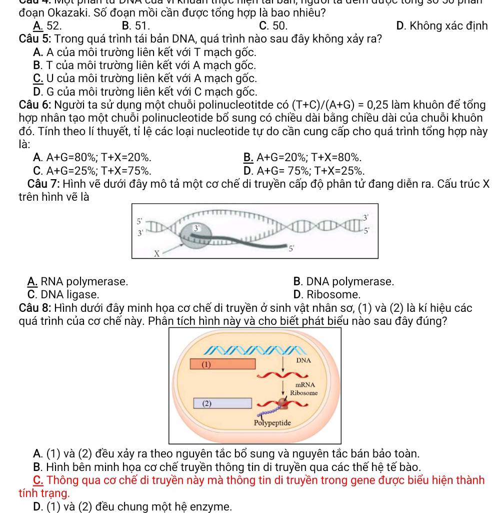 Sau 4. Một phan tà  à v knuan thức hiệh tài ban, người tà đcm được tổng số số phân
đoạn Okazaki. Số đoạn mồi cần được tổng hợp là bao nhiêu?
A. 52. B. 51. C. 50. D. Không xác định
Câu 5: Trong quá trình tái bản DNA, quá trình nào sau đây không xảy ra?
A. A của môi trường liên kết với T mạch gốc.
B. T của môi trường liên kết với A mạch gốc.
C. U của môi trường liên kết với A mạch gốc.
D. G của môi trường liên kết với C mạch gốc.
Câu 6: Người ta sử dụng một chuỗi polinucleotitde có (T+C)/(A+G)=0,25 làm khuôn để tổng
hợp nhân tạo một chuỗi polinucleotide bổ sung có chiều dài bằng chiều dài của chuỗi khuôn
đó. Tính theo lí thuyết, tỉ lệ các loại nucleotide tự do cần cung cấp cho quá trình tổng hợp này
là:
A. A+G=80% ;T+X=20% . B. A+G=20% ;T+X=80% .
C. A+G=25% ;T+X=75% . D. A+G=75% ;T+X=25% .
Câu 7: Hình vẽ dưới đây mô tả một cơ chế di truyền cấp độ phân tử đang diễn ra. Cấu trúc X
trên hình vẽ là
A. RNA polymerase. B. DNA polymerase.
C. DNA ligase. D. Ribosome.
Câu 8: Hình dưới đây minh họa cơ chế di truyền ở sinh vật nhân sơ, (1) và (2) là kí hiệu các
quá trình của cơ chế này. Phân tích hình này và cho biết phát biểu nào sau đây đúng?
A. (1) và (2) đều xảy ra theo nguyên tắc bổ sung và nguyên tắc bán bảo toàn.
B. Hình bên minh họa cơ chế truyền thông tin di truyền qua các thế hệ tế bào.
C. Thông qua cơ chế di truyền này mà thông tin di truyền trong gene được biểu hiện thành
tính trạng.
D. (1) và (2) đều chung một hệ enzyme.