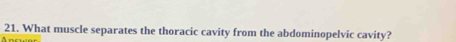 What muscle separates the thoracic cavity from the abdominopelvic cavity? 
Ancwor