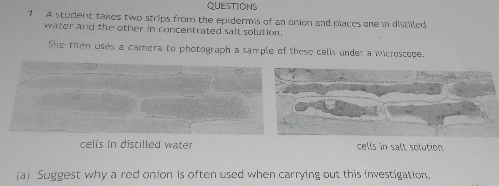 A student takes two strips from the epidermis of an onion and places one in distilled 
water and the other in concentrated salt solution. 
She then uses a camera to photograph a sample of these cells under a microscope. 
cells in distilled water cells in salt solution 
(a) Suggest why a red onion is often used when carrying out this investigation.