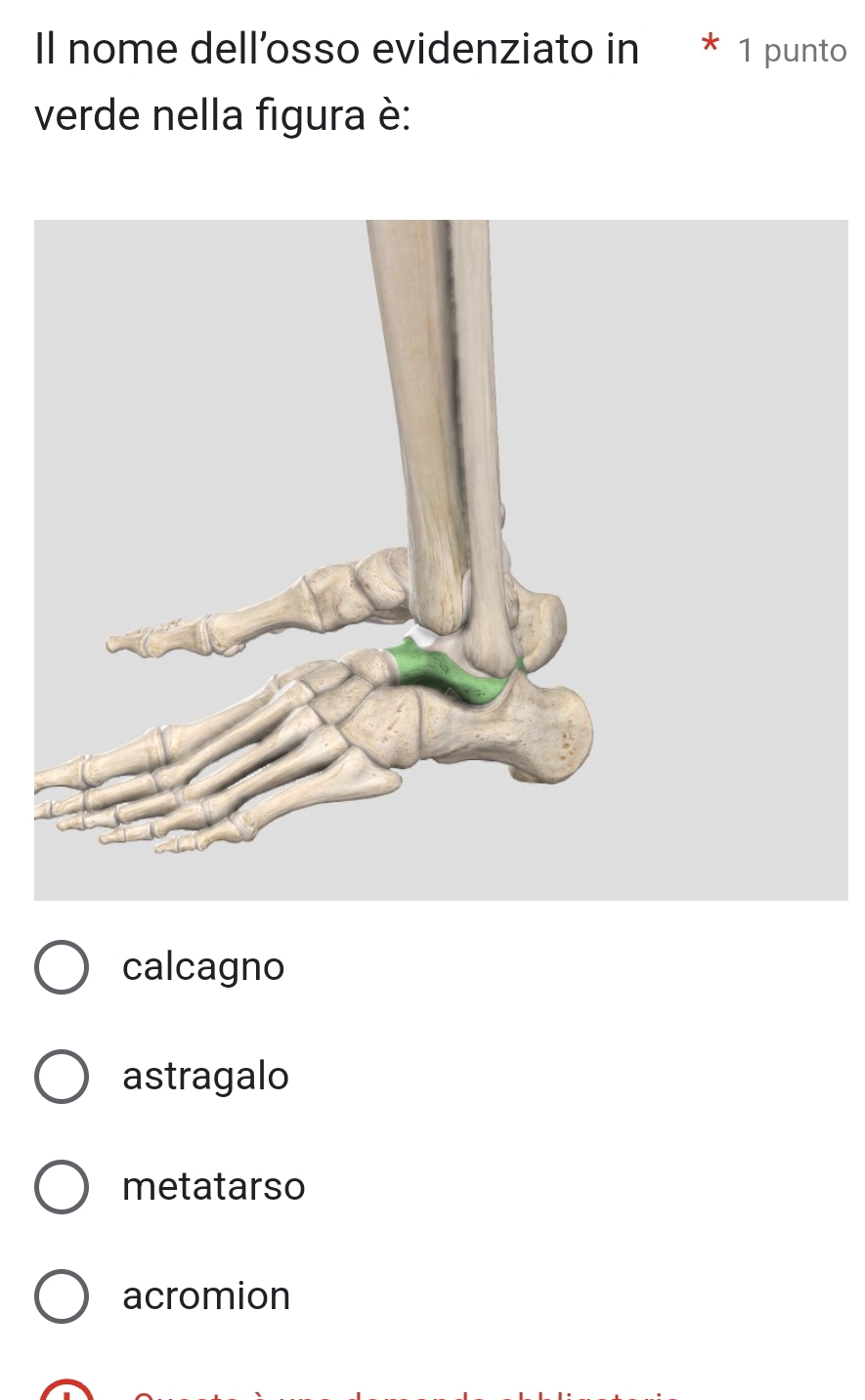 Il nome dell’osso evidenziato in * 1 punto
verde nella figura è:
calcagno
astragalo
metatarso
acromion