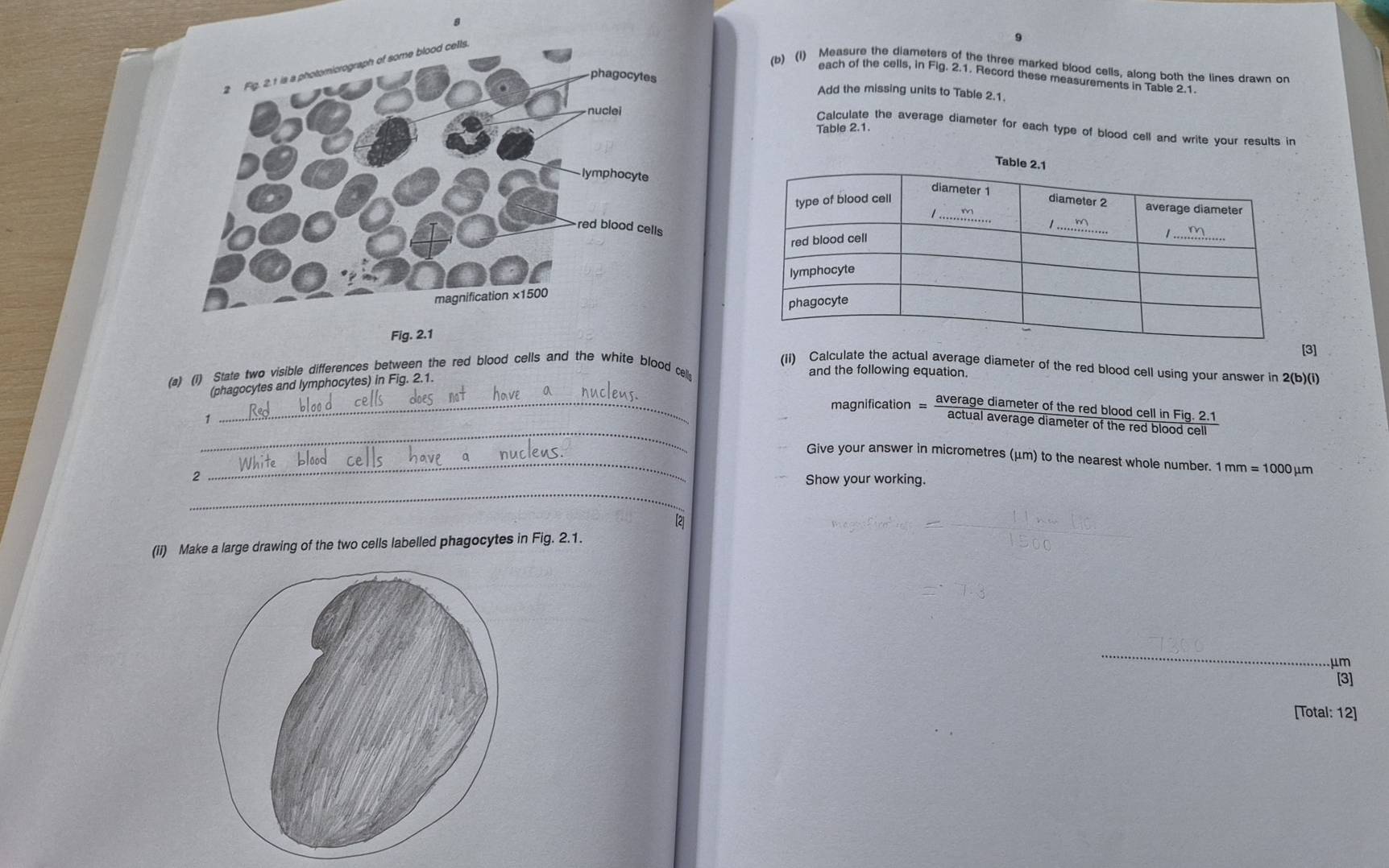 9 
(b) (I) Measure the diameters of the three marked blood cells, along both the lines drawn of 
each of the cells, in Fig. 2.1. Record these measurements in Table 2.1 
Add the missing units to Table 2.1. 
Table 2.1. 
Calculate the average diameter for each type of blood cell and write your results in 
Ta 
Fig. 2. 
[3] 
and the following equation. 
(a) (1) State two visible differences between the red blood cells and the white blood celly (ii) Calculate the actual average diameter of the red blood cell using your answer in 2(b)(i) 
(phagocytes and lymphocytes) in Fig. 2 
red blood cell in Fig. 2.1 
_ 
_magnification = averagediameterofthe/actualaveragediame  ter of the red blood cell . 
_Give your answer in micrometres (μm) to the nearest whole number. 1 mm=1000u m
2 
_ 
Show your working. 
【2 
(ii) Make a large drawing of the two cells labelled phagocytes in Fig. 2.1.
μm
[3] 
[Total: 12]