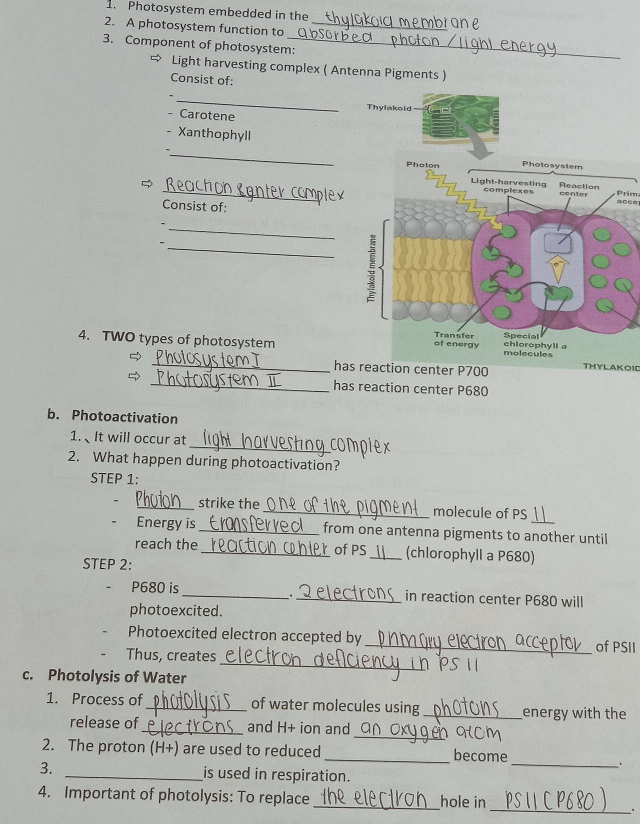 Photosystem embedded in the 
2. A photosystem function to_ 
3. Component of photosystem:_ 
Light harvesting complex ( Antenna Pigments ) 
Consist of: 
_ 
- Carotene 
- Xanthophyll 
_ 
_ 
Prim 
acce 
Consist of: 
_- 
_ 
4. TWO types of photosystem 
_ 
haseaction center P700
THYLAKOID 
_has reaction center P680
b. Photoactivation 
_ 
1. It will occur at 
2. What happen during photoactivation? 
STEP 1: 
_strike the_ molecule of PS 
Energy is _from one antenna pigments to another until 
reach the_ of PS _(chlorophyll a P680) 
STEP 2:
P680 is __in reaction center P680 will 
photoexcited. 
Photoexcited electron accepted by 
_of PSII 
_ 
Thus, creates 
c. Photolysis of Water 
1. Process of_ of water molecules using_ 
energy with the 
_ 
release of_ and H+ ion and 
_ 
2. The proton (H+) are used to reduced _become 
. 
3. _is used in respiration. 
_ 
4. Important of photolysis: To replace_ 
hole in 
'