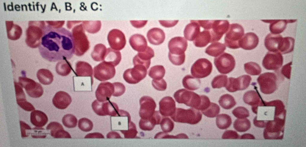 Identify A, B, & C :