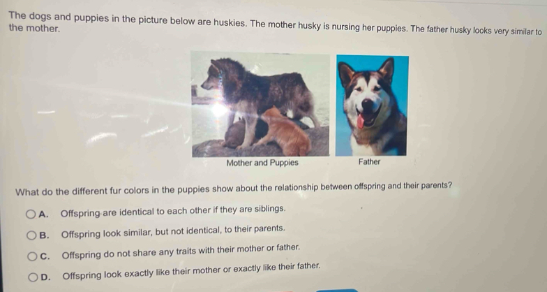 The dogs and puppies in the picture below are huskies. The mother husky is nursing her puppies. The father husky looks very similar to
the mother.
Father
What do the different fur colors in the puppies show about the relationship between offspring and their parents?
A. Offspring are identical to each other if they are siblings.
B. Offspring look similar, but not identical, to their parents.
C. Offspring do not share any traits with their mother or father.
D. Offspring look exactly like their mother or exactly like their father.