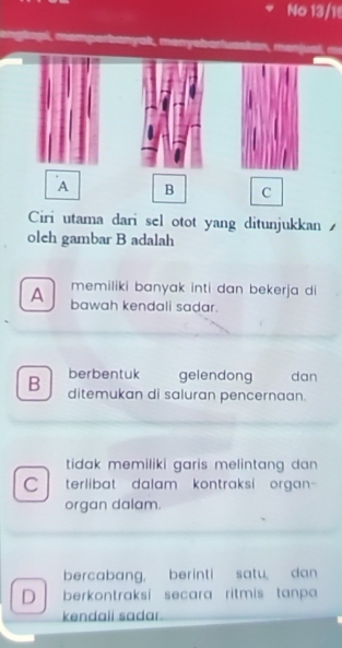 No 13/1!
Mastar, menjual a
A B C
Ciri utama dari sel otot yang ditunjukkan
oleh gambar B adalah
memiliki banyak inti dan bekerja di
A bawah kendali sadar.
berbentuk gelendong dan
B ditemukan di saluran pencernaan.
tidak memiliki garis melintang dan .
C terlibat dalam kontraksi organ 
organ dalam.
bercabang, berinti satu, dan
D berkontraksi secara ritmis tanpa 
kendali sadar.