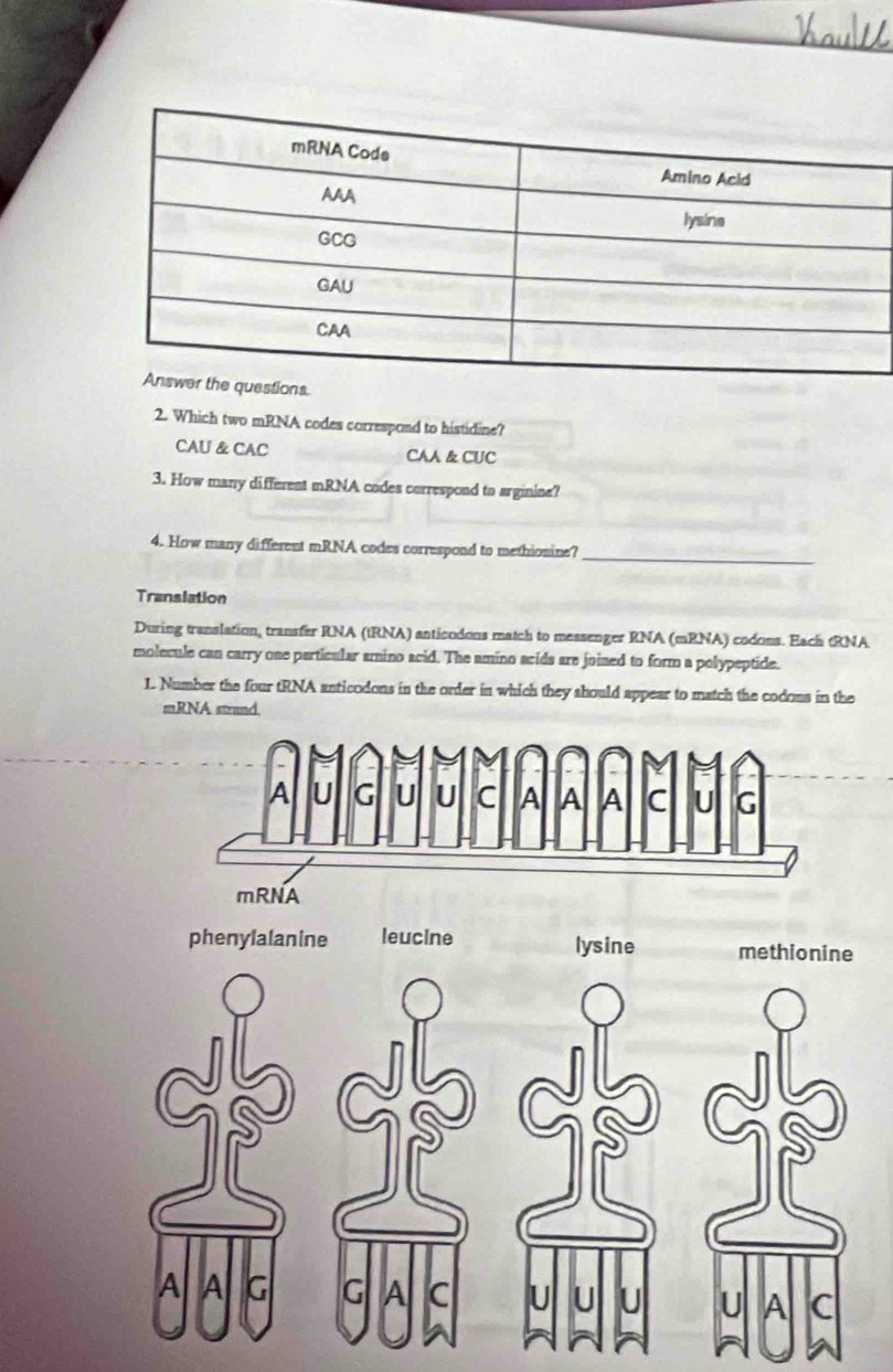 Which two mRNA codes correspond to histidine?
CAU & CAC CAA & CUC
3. How many different mRNA codes correspond to arginine?
4. How many different mRNA codes correspond to methionine?
_
Translation
During translation, transfer RNA (tRNA) anticodons match to messenger RNA (mRNA) codons. Each tRNA
molecule can carry one particular amino acid. The amino acids are joined to form a polypeptide.
1. Number the four tRNA anticodons in the order in which they should appear to match the codons in the
mRNA strand.
phenylalanine leucine lysine me