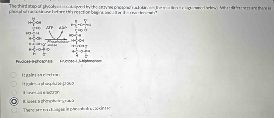 The third step of glycolysis is catalyzed by the enzyme phosphofructokinase (the reaction is diagrammed below). What differences are there in
phosphofructokinase before this reaction begins and after this reaction ends?
H=frac c>frac HK>frac OH
HO=C-H beginarrayr Hfrac sumlimits _i=2 1/2 -0- 1/2 =0 frac 120frac 1endarray 
c=0 ATP ADP
HO· C· H
H=C-OH H= c/a -OH
H-C'-OHO^- Phosphofructo-
k 135^ H-C-OHO^-
H-beginarrayr frac 1H2O H-p=0 Hendarray  beginarrayr H-C-OH-O-P=C H0endarray
Fructose -6 -phosphate Fructose -1,6-biphosphate
It gains an electron
It gains a phosphate group
It loses an electron
It loses a phosphate group
There are no changes in phosphofructokinase