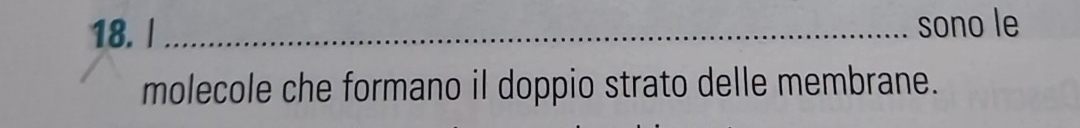 sono le 
molecole che formano il doppio strato delle membrane.