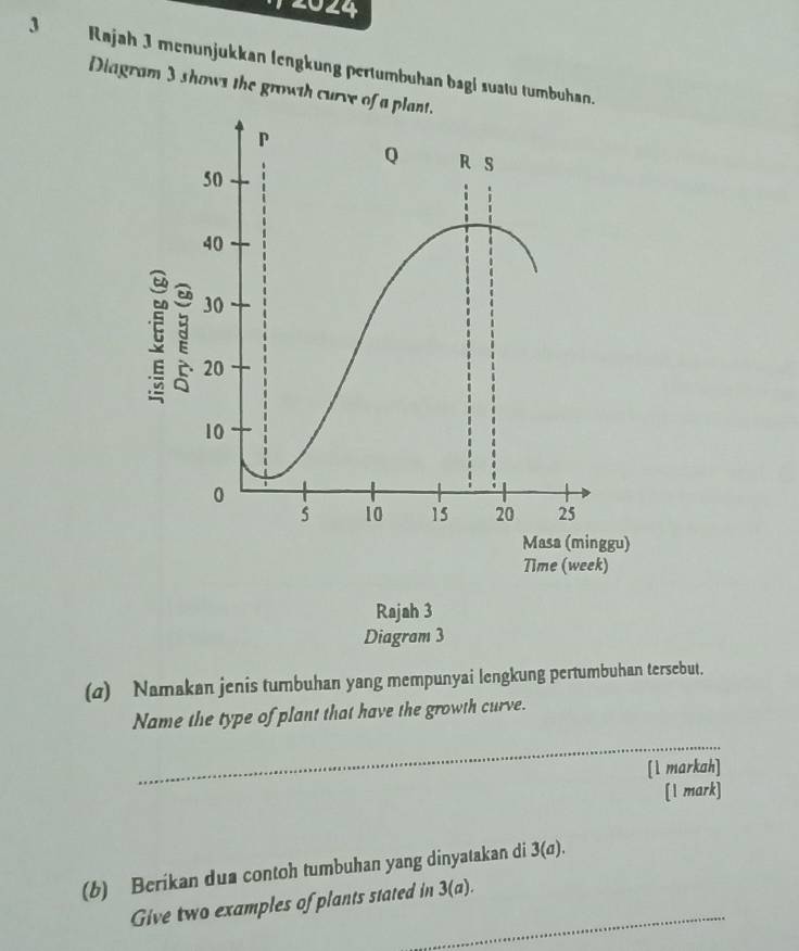 2024 
3 Rajah 3 menunjukkan lengkung pertumbuhan bagi suatu tumbuhan 
Diagram 3 shows the growth curv 
(d) Namakan jenis tumbuhan yang mempunyai lengkung pertumbuhan tersebut. 
Name the type of plant that have the growth curve. 
_ 
[l markah] 
[1 mark] 
(b) Berikan dua contoh tumbuhan yang dinyatakan di 3(σ). 
Give two examples of plants stated in 3(a).