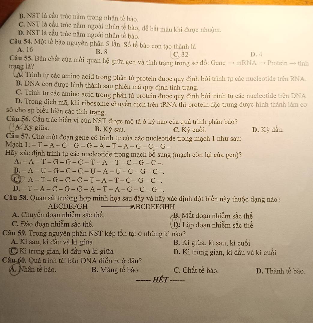 B. NST là cấu trúc nằm trong nhân tế bào.
C. NST là cấu trúc nằm ngoài nhân tế bào, dễ bắt màu khi được nhuộm.
D. NST là cấu trúc nằm ngoài nhân tế bào.
Câu 54. Một tế bào nguyên phân 5 lần. Số tế bào con tạo thành là
A. 16 B. 8
C.32 D. 4
Câu 55. Bản chất của mối quan hệ giữa gen và tính trạng trong sơ đồ: Gene → mRNA → Protein → tính
trạng là?
A Trình tự các amino acid trong phân tử protein được quy định bởi trình tự các nucleotide trên RNA.
B. DNA con được hình thành sau phiên mã quy định tính trạng.
C. Trình tự các amino acid trong phân tử protein được quy định bởi trình tự các nucleotide trên DNA
D. Trong dịch mã, khi ribosome chuyển dịch trên tRNA thì protein đặc trưng được hình thành làm cơ
sở cho sự biểu hiện các tính trạng.
Câu 56. Cấu trúc hiển vi của NST được mô tả ở kỳ nào của quá trình phân bào?
A. Kỳ giữa. B. Kỳ sau. C. Kỳ cuối. D. Kỳ đầu.
Câu 57. Cho một đoạn gene có trình tự của các nucleotide trong mạch 1 như sau:
Mạch 1: - -T-A-C-G-G-A-T-A-G-C-G-
Hãy xác định trình tự các nucleotide trong mạch bổ sung (mạch còn lại của gen)?
A. -A-T-G-G-C - T -A-T-C-G-C-.

B. -A-U-G-C-C-U-A-U-C-G-C-.
C -A-T-G-C-C-T-A-T-C-G-C-.
D. - -T-A-C-G-G-A-T-A-G-C-G-.
Câu 58. Quan sát trường hợp minh họa sau đây và hãy xác định đột biển này thuộc dạng nào?
ABCDEFGH BCDEFGHH
A. Chuyển đoạn nhiễm sắc thể. B. Mất đoạn nhiễm sắc thể
C. Đảo đoạn nhiễm sắc thể. D. Lặp đoạn nhiễm sắc thể
Câu 59. Trong nguyên phân NST kép tồn tại ở những kì nào?
A. Kì sau, kì đầu và kì giữa B. Kì giữa, kì sau, kì cuối
C Kì trung gian, kì đầu và kì giữa D. Kì trung gian, kì đầu và kì cuối
Câu 60. Quá trình tái bản DNA diễn ra ở đâu?
A. Nhân tế bào. B. Màng tế bào. C. Chất tế bào. D. Thành tế bào.
_HếT_