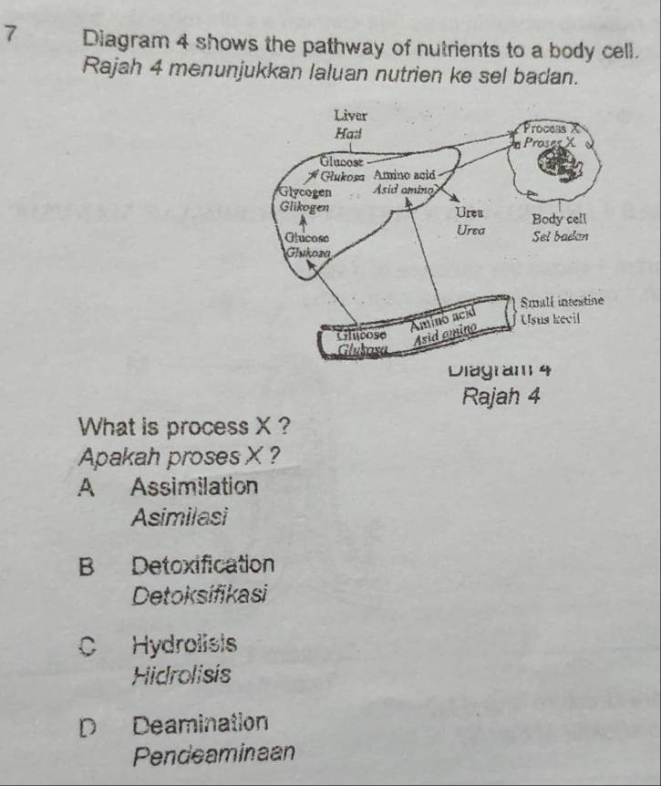 Diagram 4 shows the pathway of nutrients to a body cell.
Rajah 4 menunjukkan laluan nutrien ke sel badan.
What is process X ?
Apakah proses X ?
A Assimilation
Asimilasi
B Detoxification
Detoksifikasi
C Hydrolists
Hidrolisis
D Deamination
Pendeaminaan