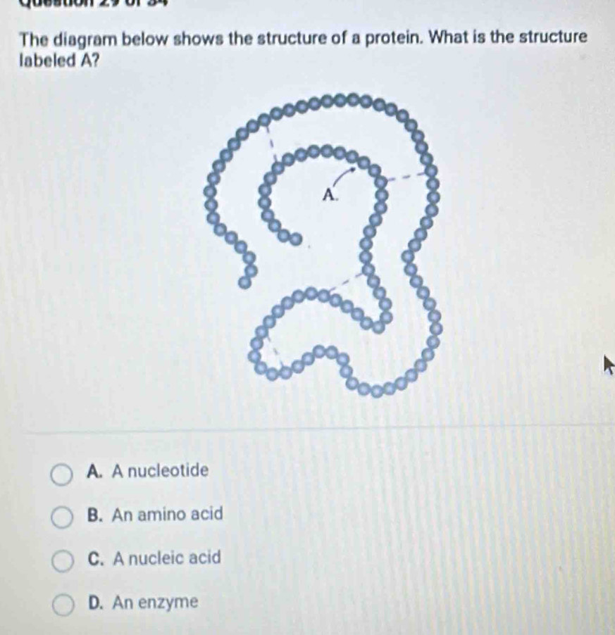 Solved: The diagram below shows the structure of a protein. What is the ...