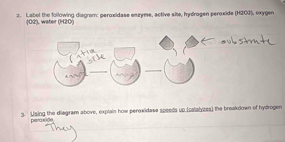 Label the following diagram: peroxidase enzyme, active site, hydrogen peroxide (H2O2), oxygen 
(O2), water (H2O) 
3. Using the diagram above, explain how peroxidase speeds up (catalyzes) the breakdown of hydrogen 
peroxide.