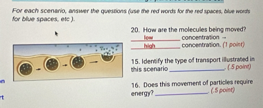 For each scenario, answer the questions (use the red words for the red spaces, blue words 
for blue spaces, etc ). 
20. How are the molecules being moved? 
_ 
low concentration - 
_ 
high concentration. (1 point) 
15. Identify the type of transport illustrated in 
this scenario_ . (.5 point)
n
16. Does this movement of particles require 
energy? _ (.5 point) 
rt