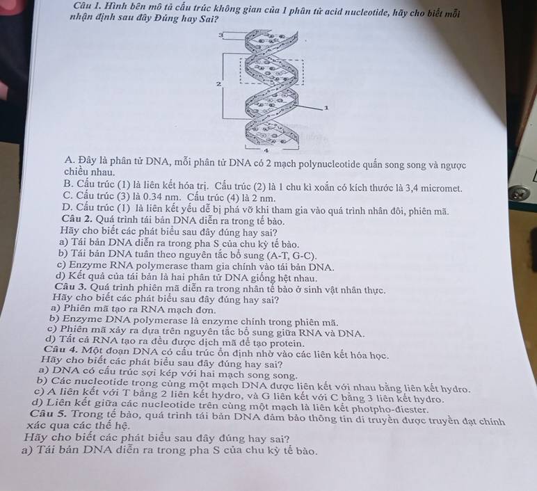 Hình bên mô tả cấu trúc không gian của 1 phân tử acid nucleotide, hãy cho biết mỗi
nhận định sau đây Đủng hay Sai?
A. Đây là phân tử DNA, mỗi phân tử DNA có 2 mạch polynucleotide quần song song và ngược
chiều nhau.
B. Cấu trúc (1) là liên kết hóa trị. Cấu trúc (2) là 1 chu kì xoắn có kích thước là 3,4 micromet.
C. Cấu trúc (3) là 0.34 nm. Cấu trúc (4) là 2 nm.
D. Cấu trúc (1) là liên kết yếu dễ bị phá vỡ khi tham gia vào quá trình nhân đôi, phiên mã.
Câu 2. Quá trình tái bản DNA diễn ra trong tế bào.
Hãy cho biết các phát biểu sau đây đúng hay sai?
a) Tái bản DNA diễn ra trong pha S của chu kỳ tế bào.
b) Tái bản DNA tuân theo nguyên tắc bổ sung (A-T,G-C).
c) Enzyme RNA polymerase tham gia chính vào tái bản DNA.
d) Kết quả của tái bản là hai phân tử DNA giống hệt nhau.
Câu 3. Quá trình phiên mã diễn ra trong nhân tế bào ở sinh vật nhân thực.
Hãy cho biết các phát biểu sau đây đúng hay sai?
a) Phiên mã tạo ra RNA mạch đơn.
b) Enzyme DNA polymerase là enzyme chính trong phiên mã.
c) Phiên mã xảy ra dựa trên nguyên tắc bồ sung giữa RNA và DNA.
d) Tất cả RNA tạo ra đều được dịch mã để tạo protein.
Câu 4. Một đoạn DNA có cấu trúc ổn định nhở vào các liên kết hóa học.
Hãy cho biết các phát biểu sau đây đúng hay sai?
a) DNA có cấu trúc sợi kép với hai mạch song song.
b) Các nucleotide trong cùng một mạch DNA được liên kết với nhau bằng liên kết hydro.
c) A liên kết với T bằng 2 liên kết hydro, và G liên kết với C bằng 3 liên kết hydro.
d) Liên kết giữa các nucleotide trên cùng một mạch là liên kết photpho-diester.
Câu 5. Trong tễ bảo, quá trình tái bản DNA đảm bảo thông tin dí truyền được truyền đạt chính
xác qua các thể hệ.
Hãy cho biết các phát biểu sau đây đúng hay sai?
a) Tái bản DNA diễn ra trong pha S của chu kỳ tế bào.