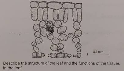 0.1 mm
Describe thetions of the tissues 
in the leaf.