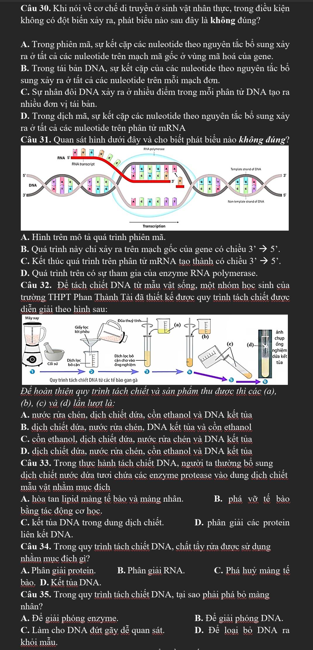 Khi nói về cơ chế di truyền ở sinh vật nhân thực, trong điều kiện
không có đột biển xảy ra, phát biểu nào sau đây là không đúng?
A. Trong phiên mã, sự kết cặp các nuleotide theo nguyên that acbhat o sung xảy
ra ở tất cả các nuleotide trên mạch mã gốc ở vùng mã hoá của gene.
B. Trong tái bản DNA, sự kết cặp của các nuleotide theo nguyên tắc bổ
sung xảy ra ở tất cả các nuleotide trên mỗi mạch đơn.
C. Sự nhân đôi DNA xảy ra ở nhiều điểm trong mỗi phân tử DNA tạo ra
nhiều đơn vị tái bản.
D. Trong dịch mã, sự kết cặp các nuleotide theo nguyên tắc bổ sung xảy
ra ở tất cả các nuleotide trên phân tử mRNA
Câu 31. Quan sát hình dưới đây và cho biết phát biểu nào không đúng?
A. Hình trên mô tả quá trình phiên mã.
B. Quá trình này chỉ xảy ra trên mạch gốc của gene có chiều 3^,to 5^,.
C. Kết thúc quá trình trên phân tử mRNA tạo thành có chiều 3^,to 5^,.
D. Quá trình trên có sự tham gia của enzyme RNA polymerase.
Câu 32. Để tách chiết DNA từ mẫu vật sống, một nhóm học sinh của
trường THPT Phan Thành Tài đã thiết kế được quy trình tách chiết được
diễn giải theo hình sau:
Dhat c hoàn thiện quy trình tách chiết và sản phẩm thu được thì các (a),
(b), (c) và (d) lần lượt là:
A. nước rửa chén, dịch chiết dứa, cồn ethanol và DNA kết tủa
B. dịch chiết dứa, nước rửa chén, DNA kết tủa và cồn ethanol
C. cồn ethanol, dịch chiết dứa, nước rửa chén và DNA kết tủa
D. dịch chiết dứa, nước rửa chén, cồn ethanol và DNA kết tủa
Câu 33. Trong thực hành tách chiết DNA, người ta thường bổ sung
dịch chiết nước dứa tươi chứa các enzyme protease vào dung dịch chiết
mẫu vật nhằm mục đích
A. hòa tan lipid màng tế bào và màng nhân. B. phá yỡ tế bào
bằng tác động cơ học.
C. kết tủa DNA trong dung dịch chiết. D. phân giải các protein
liên kết DNA.
Câu 34. Trong quy trình tách chiết DNA, chất tẩy rửa được sử dụng
nhằm mục đích gì?
A. Phân giải protein. B. Phân giải RNA. C. Phá huỷ màng that e
bào. D. Kết tủa DNA.
Câu 35. Trong quy trình tách chiết DNA, tại sao phải phá bỏ màng
nhân?
A. Để giải phóng enzyme. B. Để giải phóng DNA.
C. Làm cho DNA đứt gãy dễ quan sát. D. Để loại bộ DNA ra
khỏi mẫu.