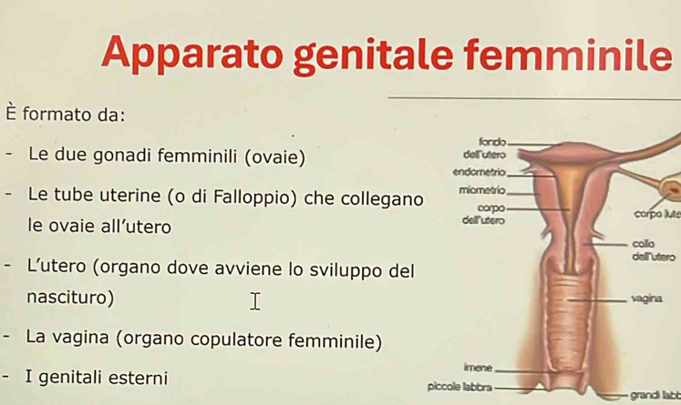 Apparato genitale femminile
È formato da:
- Le due gonadi femminili (ovaie) 
- Le tube uterine (o di Falloppio) che collegano
le ovaie all’utero
corpo lute
dell"utero
L’utero (organo dove avviene lo sviluppo del
nascituro) 
- La vagina (organo copulatore femminile)
- I genitali esterni 
gran labb