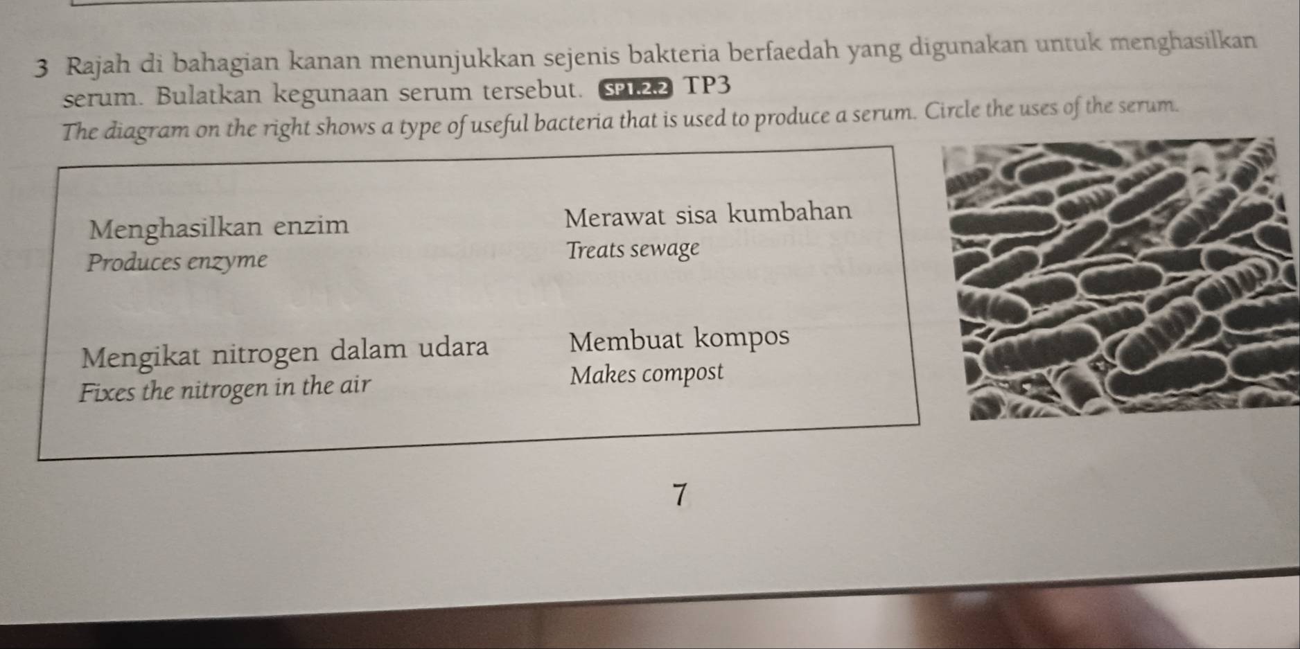 Rajah di bahagian kanan menunjukkan sejenis bakteria berfaedah yang digunakan untuk menghasilkan
serum. Bulatkan kegunaan serum tersebut. S22 TP3
The diagram on the right shows a type of useful bacteria that is used to produce a serum. Circle the uses of the serum.
Menghasilkan enzim Merawat sisa kumbahan
Produces enzyme
Treats sewage
Mengikat nitrogen dalam udara Membuat kompos
Fixes the nitrogen in the air
Makes compost
7