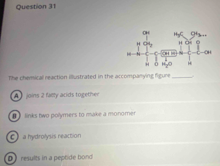 The chemical reaction illustrated in the accompanying figure_ .
A  joins 2 fatty acids together
B links two polymers to make a monomer
C a hydrolysis reaction
D results in a peptide bond