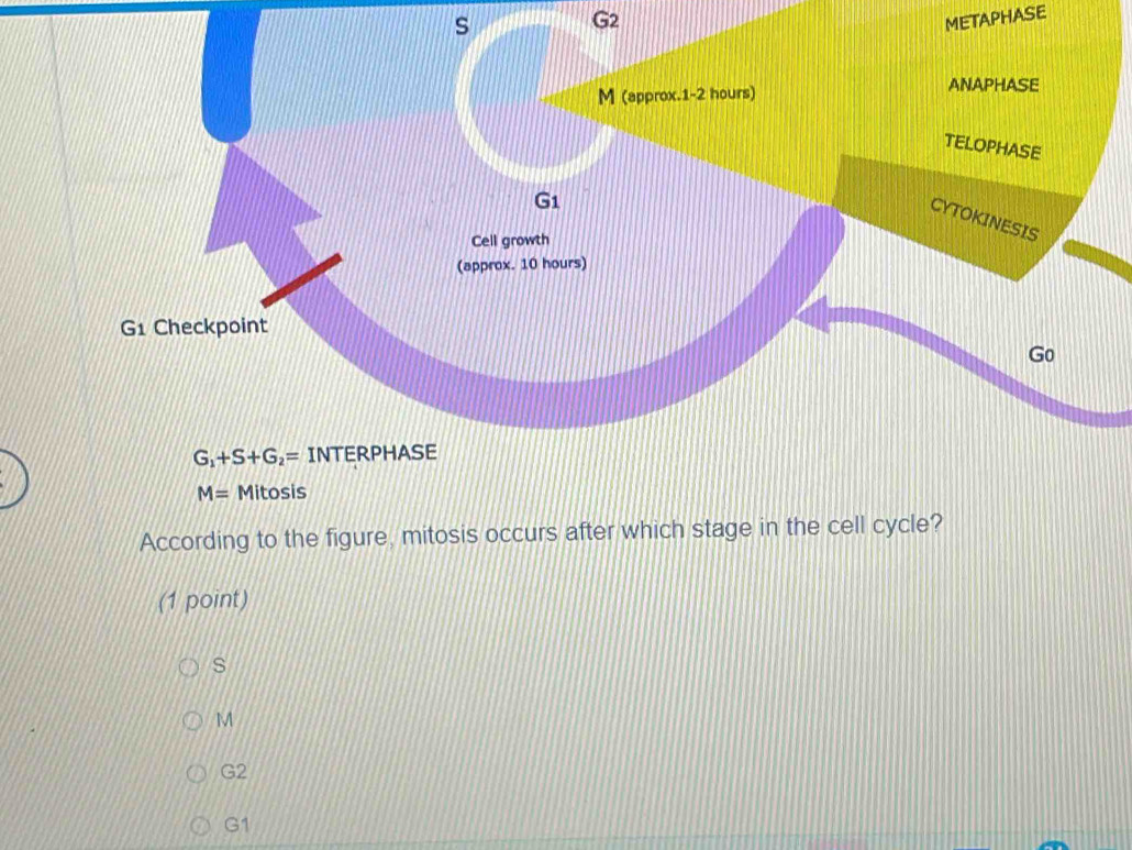 Solved: G2 METAPHASE M= Mitosis According to the figure, mitosis occurs ...