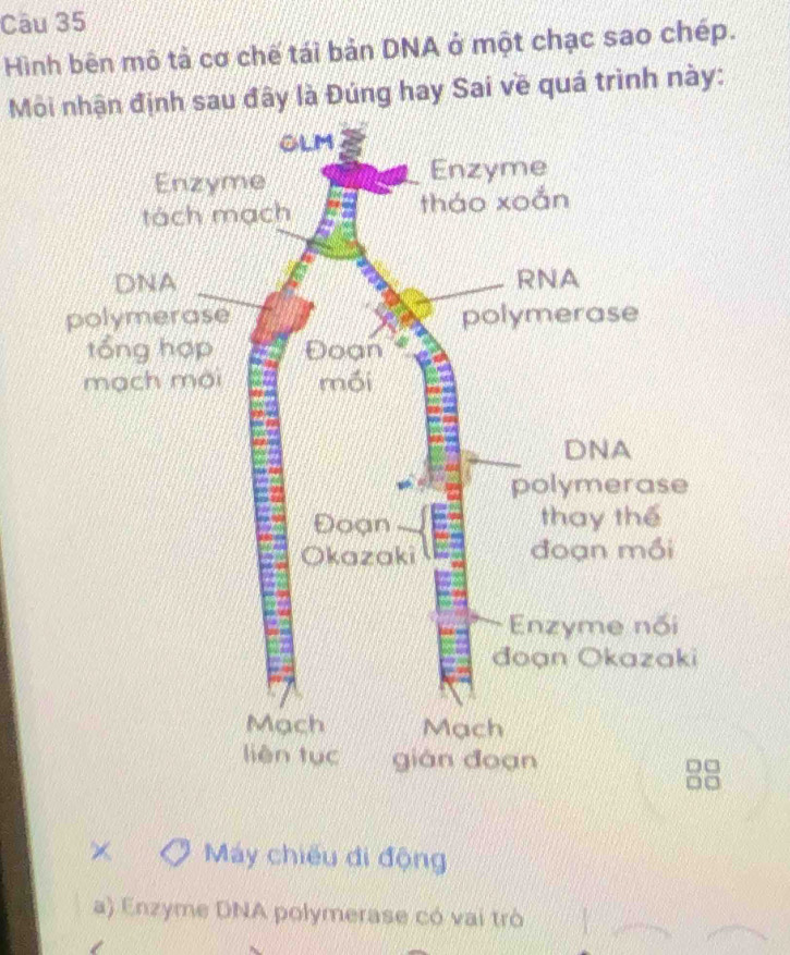 Hình bên mô tả cơ chế tái bản DNA ở một chạc sao chép. 
Môi nhận định sau đây là Đúng hay Sai về quá trình này: 
× Máy chiếu đi động 
a) Enzyme DNA polymerase có vai trò