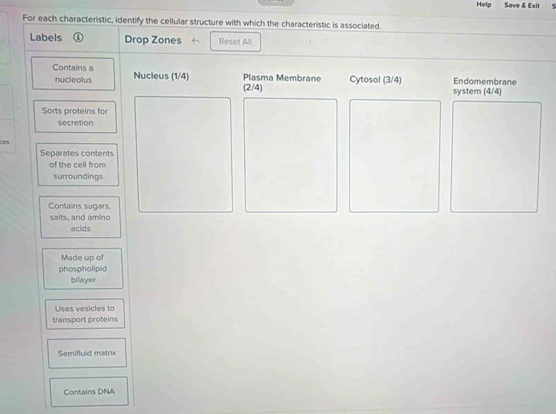 Help Save & Exit c 
For each characteristic, identify the cellular structure with which the characteristic is associated. 
Labels Drop Zones Reset All 
Contains a 
nucleolus Nucleus (1/4) Plasma Membrane Cytosol (3/4) Endomembrane
(2/4) system (4/4)
Sorts proteins for 
secretion 
ces 
Separates contents 
of the cell from 
surroundings 
Contains sugars, 
salts, and amino 
acids 
Made up of 
phospholipid 
bilayer 
Uses vesicles to 
transport proteins 
Semifluid matrix 
Contains DNA