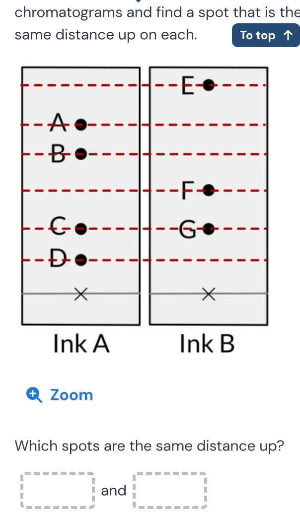 chromatograms and find a spot that is the
same distance up on each. To top
1 Zoom
Which spots are the same distance up?
□ =-x--□ and □