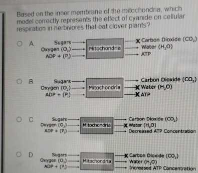 Based on the inner membrane of the mitochondria, which
model correctly represents the effect of cyanide on cellular
respiration in herbivores that eat clover plants?
Carbon Dioxide (CO_2)
A. Sugars Water (H_2O)
Oxygen (O_2) Mitochondria
ADP+(P_1)
ATP
B. Sugars Carbon Dioxide (CO_2)
Oxygen (O_2) Mitochondria Water (H_2O)
ADP+(P_1) ATP
C. Sugars Carbon Dioxide (CO_2)
Oxygen (O_2) Mitochondria Water (H_2O)
ADP+(P_1) Decreased ATP Concentration
D. Sugars Carbon Dioxide (CO_2)
Oxygen (0,) Mitochondria Water (H_2O)
ADP+(P) Increased A TP Concentration