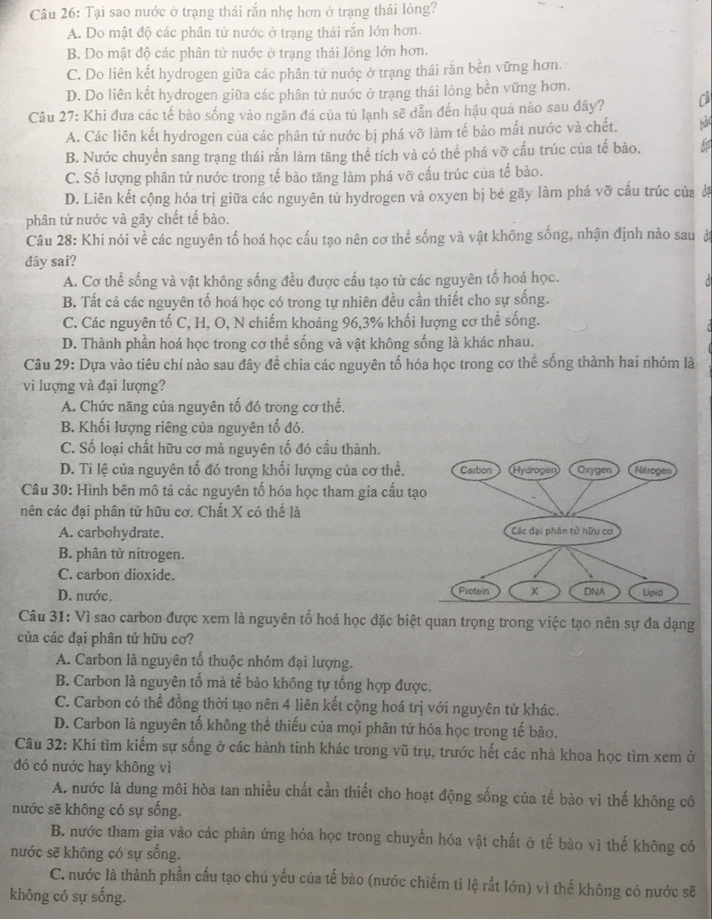 Tại sao nước ở trạng thái rắn nhẹ hơn ở trạng thái lỏng?
A. Do mật độ các phân tử nước ở trạng thái rắn lớn hơn.
B. Do mật độ các phân tử nước ở trạng thái lỏng lớn hơn.
C. Do liên kết hydrogen giữa các phân tử nước ở trạng thái rắn bền vững hơn.
D. Do liên kết hydrogen giữa các phân tử nước ở trạng thái lỏng bền vững hơn.
Câu 27: Khi đưa các tế bào sống vào ngăn đá của tủ lạnh sẽ dẫn đến hậu quả nào sau đây?
Câ
A. Các liên kết hydrogen của các phân tử nước bị phá vỡ làm tế bảo mất nước và chết. hào
B. Nước chuyển sang trạng thái rắn làm tăng thể tích và có thể phá vỡ cấu trúc của tế bào. dir
C. Số lượng phân tử nước trong tế bào tăng làm phá vỡ cấu trúc của tế bào.
D. Liên kết cộng hóa trị giữa các nguyên tử hydrogen và oxyen bị bẻ gãy làm phá vỡ cấu trúc của đã
phân tử nước và gây chết tế bào.
Câu 28: Khi nói về các nguyên tố hoá học cấu tạo nên cơ thể sống và vật không sống, nhận định nào sau đạ
đây sai?
A. Cơ thể sống và vật không sống đều được cấu tạo từ các nguyên tố hoá học. d
B. Tất cả các nguyên tố hoá học có trong tự nhiên đều cần thiết cho sự sống.
C. Các nguyên tố C, H, O, N chiếm khoảng 96,3% khối lượng cơ thể sống.
r
D. Thành phần hoá học trong cơ thể sống và vật không sống là khác nhau.
Câu 29: Dựa vào tiêu chí nào sau đây để chia các nguyên tố hóa học trong cơ thể sống thành hai nhóm là
vi lượng và đại lượng?
A. Chức năng của nguyên tố đó trong cơ thể.
B. Khối lượng riêng của nguyên tố đó.
C. Số loại chất hữu cơ mà nguyên tố đó cấu thành.
D. Ti lệ của nguyên tố đó trong khối lượng của cơ thể.
Câu 30: Hình bên mô tả các nguyên tố hóa học tham gia cấu tạ
nên các đại phân tử hữu cơ. Chất X có thể là
A. carbohydrate.
B. phân tử nítrogen.
C. carbon dioxide.
D. nước. 
Câu 31: Vì sao carbon được xem là nguyên tố hoá học đặc biệt quan trọng trong việc tạo nên sự đa dạng
của các đại phân tử hữu cơ?
A. Carbon là nguyên tố thuộc nhóm đại lượng.
B. Carbon là nguyên tố mà tế bào không tự tổng hợp được.
C. Carbon có thể đồng thời tạo nên 4 liên kết cộng hoá trị với nguyên tử khác.
D. Carbon là nguyên tố không thể thiếu của mọi phân tử hóa học trong tế bào.
Câu 32: Khi tìm kiếm sự sống ở các hành tinh khác trong vũ trụ, trước hết các nhà khoa học tìm xem ở
đó có nước hay không vì
A. nước là dung môi hòa tan nhiều chất cần thiết cho hoạt động sống của tế bào vì thế không có
nước sẽ không có sự sống.
B. nước tham gia vào các phản ứng hóa học trong chuyển hóa vật chất ở tế bào vì thế không có
nước sẽ không có sự sống.
C. nước là thành phần cấu tạo chủ yếu của tế bào (nước chiếm tỉ lệ rất lớn) vì thế không có nước sẽ
không có sự sống.