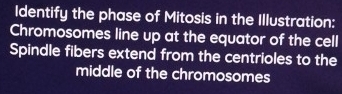 Identify the phase of Mitosis in the Illustration: 
Chromosomes line up at the equator of the cell 
Spindle fibers extend from the centrioles to the 
middle of the chromosomes