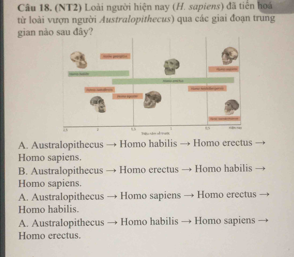 (NT2) Loài người hiện nay (H. sapiens) đã tiến hoá
từ loài vượn người Australopithecus) qua các giai đoạn trung
gian nào sau đây?
A. Australopithecus Homo habilis Homo erectus
Homo sapiens.
B. Australopithecus Homo erectus Homo habilis
Homo sapiens.
A. Australopithecus Homo sapiens Homo erectus
Homo habilis.
A. Australopithecus — Homo habilis → Homo sapiens
Homo erectus.