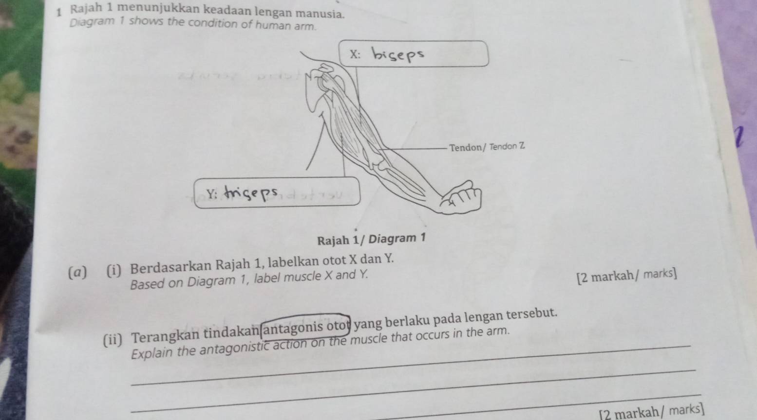 Rajah 1 menunjukkan keadaan lengan manusia. 
Diagram 1 shows the condition of human arm. 
Rajah 1/ Diagram 1 
(@) (i) Berdasarkan Rajah 1, labelkan otot X dan Y. 
Based on Diagram 1, label muscle X and Y. 
[2 markah/ marks] 
(ii) Terangkan tindakan antagonis otot yang berlaku pada lengan tersebut. 
_Explain the antagonistic action on the muscle that occurs in the arm. 
_ 
_ 
[2 markah/ marks]