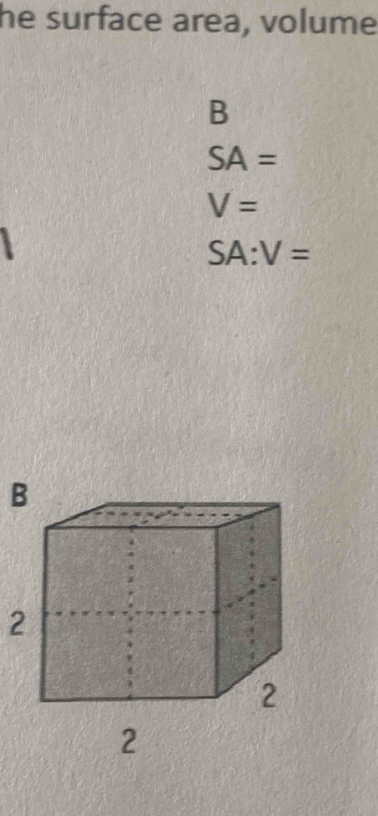 he surface area, volume
B
SA=
V=
SA:V=
B
2