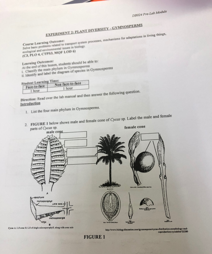 DB024 Pre-Lab Module 
EXPERIMENT 2: PLANT DIVERSITY - GYMNOSPERMS 
Solve basic problems related to transport system processes, mechanisms for adaptations in living things, 
Course Learning Outcome: 
ecological and environmental issues in biology. 
(C3, PLO 4, CTPS3, MQF LOD 6) 
Learning Outcomes: 
At the end of this lesson, students should be able to: 
i. Classify the main phylum in Gymnosperms 
ii. Identify and label the diagram of species in Gymnosperms 
Direction: Read over the lab manual and ther the following question. 
Introduction 
1. List the four main phylum in Gymnosperms. 
and female cone of Cycas sp. Label the male and female 
Cycas A. I.S cone II, LS of single microsporophyfl, along with cone axis 
http://www.biologydiscussion.com/gymnosperm/cycss-distribution-morphology-and- 
duction-cycadaes/22280 
FIGURE 1