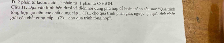 D. 2 phân tử lactic acid., 1 phân tử 1 phân tử C_2H_5OH. 
Câu 11. Dựa vào hình bên dưới và điền nội dung phù hợp đề hoàn thành câu sau: “Quá trình
tổng hợp tạo nên các chất cung cấp ...(1)... cho quá trình phân giải, ngược lại, quá trình phân
giải các chất cung cấp ...(2)... cho quá trình tổng hợp''.