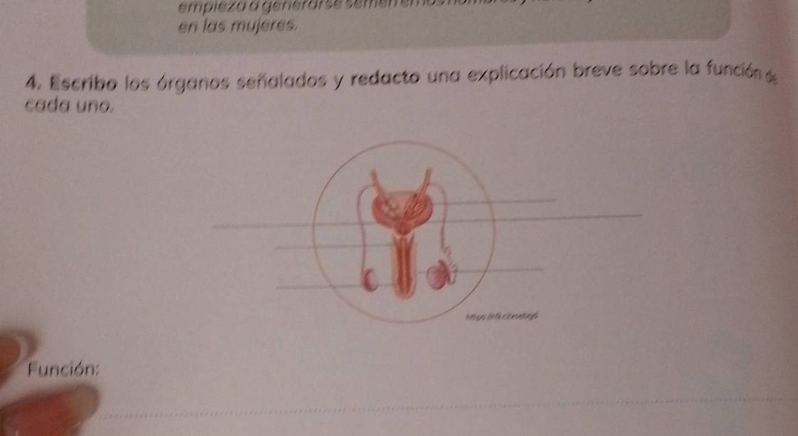 empie za a generarse seme 
en las mujeres. 
4. Escribo los órganos señalados y redacto una explicación breve sobre la función d 
cada uno. 
Función: