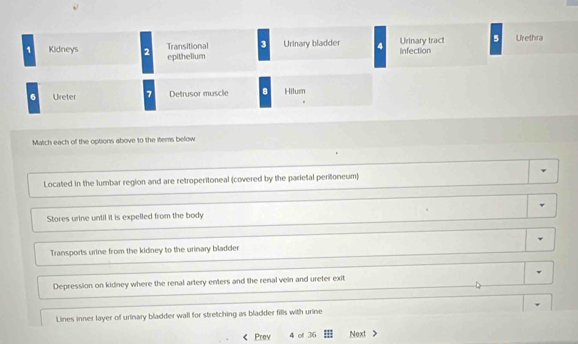 Kidneys Transitional 3 Urinary bladder 4 Urinary tract 5 Urethra
2 epithelium
infection
6 Ureter Detrusor muscle 8 Hilum
7
Match each of the options above to the items below
Located in the lumbar region and are retroperitoneal (covered by the parietal peritoneum)
Stores urine until it is expelled from the body
Transports urine from the kidney to the urinary bladder
Depression on kidney where the renal artery enters and the renal vein and ureter exit
Lines inner layer of urinary bladder wall for stretching as bladder fills with urine
Prev 4 of 36 Next