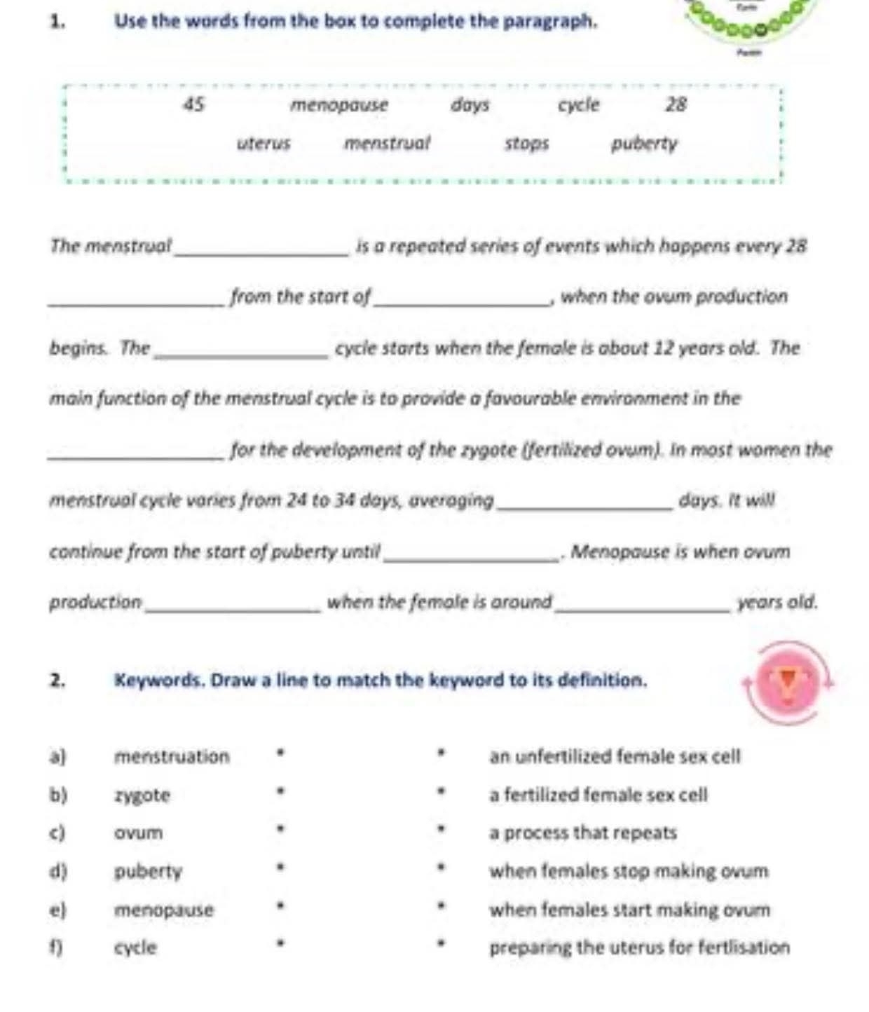 Use the words from the box to complete the paragraph.
45 menopause days cycle 28
uterus menstrual stops puberty
The menstrual_ is a repeated series of events which happens every 28
_from the start of_ , when the ovum production
begins. The_ cycle starts when the female is about 12 years old. The
main function of the menstrual cycle is to provide a favourable environment in the
_for the development of the zygote (fertilized ovum). In most women the
menstrual cycle varies from 24 to 34 days, averaging_ days. It will
continue from the start of puberty until_ . Menopause is when ovum
production _when the female is around_ years old.
2. Keywords. Draw a line to match the keyword to its definition.
a) menstruation an unfertilized female sex cell
b) zygote a fertilized female sex cell
c) ovum a process that repeats
d) puberty when females stop making ovum
e) menopause when females start making ovum 
f) cycle preparing the uterus for fertlisation