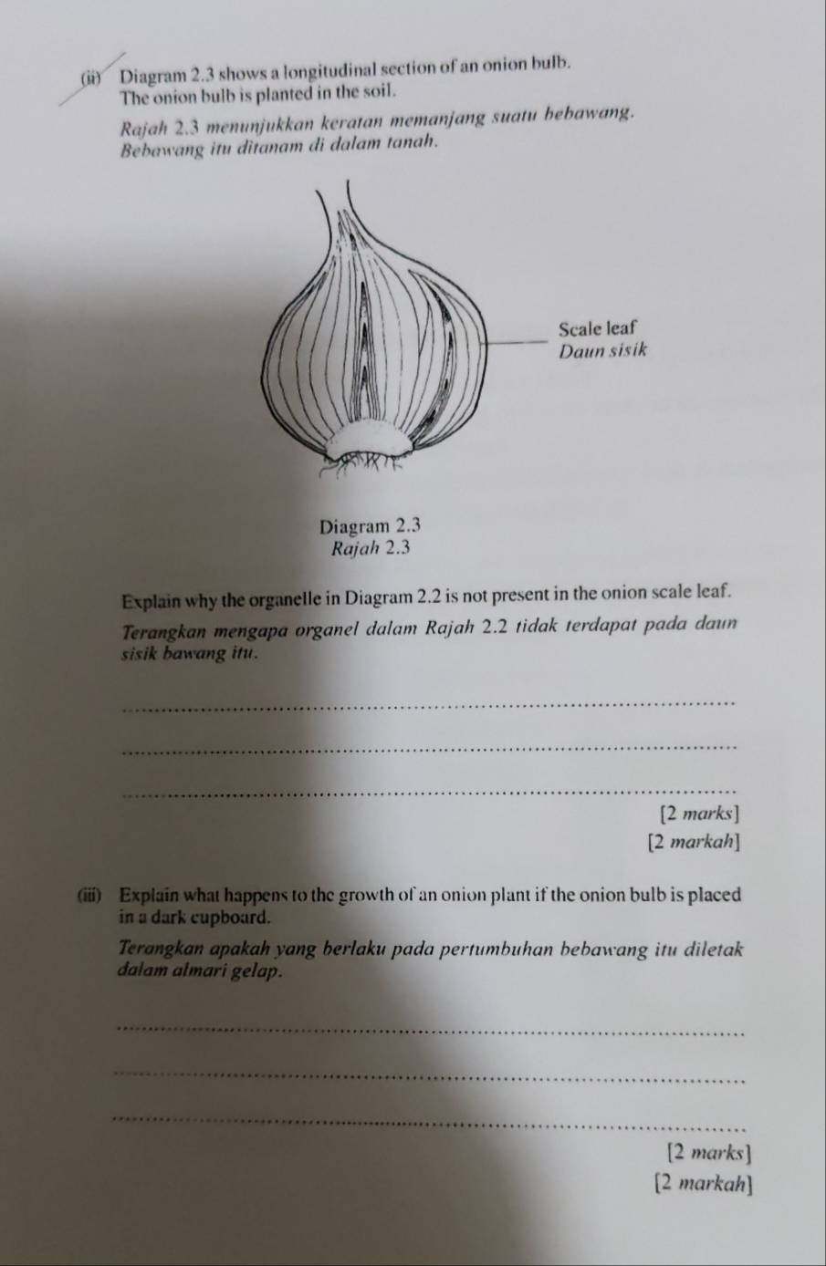 (ii) Diagram 2.3 shows a longitudinal section of an onion bulb. 
The onion bulb is planted in the soil. 
Rajah 2.3 menunjukkan keratan memanjang suatu bebawang. 
Bebawang itu ditanam di dalam tanah. 
Rajah 2.3 
Explain why the organelle in Diagram 2.2 is not present in the onion scale leaf. 
Terangkan mengapa organel dalam Rajah 2.2 tidak terdapat pada daun 
sisik bawang itu. 
_ 
_ 
_ 
[2 marks] 
[2 markah] 
(iii) Explain what happens to the growth of an onion plant if the onion bulb is placed 
in a dark cupboard. 
Terangkan apakah yang berlaku pada pertumbuhan bebawang itu diletak 
dalam almari gelap. 
_ 
_ 
_ 
[2 marks] 
[2 markah]