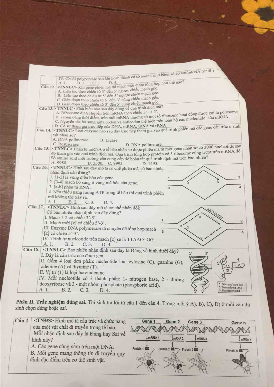 Chuỗi polypeptide sau khi hoàn thành có số amino acid bằng số codon/mRNA trừ đi 1.
A. 1. B. 2. C. 3. D. 4.
Câu 12. ∠ TNNLC>K Thi gene phiên mã thì mạch mới được tổng hợp như thể nào?
A. Liên tục theo chiều từ 3^,d ến 5' ngược chiều mạch gốc.
B. Liên tục theo chiều từ 5^, đến 3^7 ngược chiều mạch gốc.
C. Gián đoạn theo chiều từ 5° đên * cùng chiều mạch gốc.
D. Gián đoạn theo chiều từ 3' đến 5' cùng chiều mạch gốc.
Câu 13. Phát biểu nào sau đây đùng về quá trình dịch mã?
A. Ribosome dịch chuyển trên mRNA theo chiều 3^,to 5^,
B. Trong cùng thời điểm, trên mỗi mRNA thường có một số ribosome hoạt động được gọi là polysome.
C. Nguyên tắc bổ sung giữa codon và anticodon thể hiện trên toàn bộ các nucleotide của mRNA.
D. Có sự tham gia trực tiếp của DNA, mRNA, tRNA và rRNA
Câu 14. Loại enzyme nào sau đây trực tiếp tham gia vào quá trình phiên mã các gene cầu trúc ở sinh
vật nhân sơ?
A. DNA polimerase. B. Ligase .
C. Restricrase. D. RNA polimerase.
Câu 15. Phân tử mRNA ở tế bào nhân sơ được phiên mã từ một gene nhân sơ có 3000 nucleotide sau
đó tham gia vào quá trình dịch mã. Quá trình tổng hợp protein có 5 ribosome cùng trượt trên mRNA đó.
Số amino acid môi trường cần cung cấp đề hoàn tất quá trình dịch mã trên bao nhiêu?
A. 9980. B. 2500. C. 9995. D. 1495.
Câu 16. ∠ TNN ILC> Hình sau đây mô tả cơ chế phiên mã, có bao nhiêu
nhận định nào đúng?
1. [1-2] là vùng điều hòa của gene.
1
2
2. [3-4] mạch bổ sung ở vùng mã hóa của gene. a
3. [a-b] phân tử RNA . 3
4
4. Nếu thiếu năng lượng ATP trong tế bào thì quá trình phiên
mã không thể xảy ra.
A. 1. B. 2. C. 3. D. 4.
Câu 17. Hình sau đây mô tả cơ chế nhân đôi:
Có bao nhiêu nhận định sau đây đúng?
I. Mạch 1-2 có chiều 3^,-5^,.
II. Mạch mới| z| | có chiều 5^,-3^,
III. Enzyme DNA polymerase di chuyển để tổng h
[z] có chiều 5'-3'
IV. Trình tự nucleotide trên mạch [z] sẽ là TTAA
A. 1. B. 2. C. 3. D. 4.
Câu 18. Bao nhiêu nhận định sau đây là Đúng về hình dưới đây? 5' 3'
I. Đây là cầu trúc của đoạn gen.
3
1
II. Gồm 4 loại đơn phân: nucleotide loại cytosine (C), guanine (G), 5' A
adenine (A) và thymine (T). 2
II. Vị trí (1) là loại base adenine.
3'
IV. Mỗi nucleotide có 3 thành phần: 1- nitrogen base, 2 - đường
deoxyribose và 3 - một nhóm phosphate (phosphoric acid). 2. Deoxynbose (5C) 1. Nitrogen base (A)
A. 1. B. 2. C. 3. D. 4. 5' 3 3. Phosphoric acid
Phần II. Trắc nghiệm đúng sai. Thí sinh trả lời từ câu 1 đến câu 4. Trong mỗi ý A),B),C),D) ở mỗi câu thí
sinh chọn đúng hoặc sai.
Câu 1. ∠ TNDS Hình mô tả cầu trúc và chức n
của một vật chất di truyền trong tế bào:
Mỗi nhận định sau đây là Đúng hay Sai
hình này? 
A. Các gene cùng nằm trên một DNA.
B. Mỗi gene mang thông tin di truyền q
định đặc điểm trên cơ thể sinh vật.
