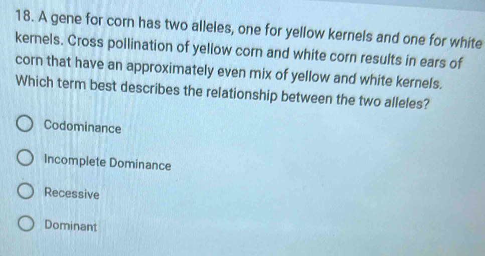 Solved: A gene for corn has two alleles, one for yellow kernels and one ...